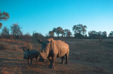 MTN And IBM IoT Technology Plans to Save The Planet One Rhino At A Time