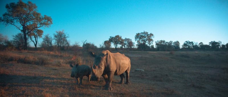 MTN And IBM IoT Technology Plans to Save The Planet One Rhino At A Time