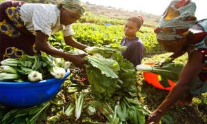ReelFruit Gets Selected for Village Capital’s Agriculture Africa Accelerator