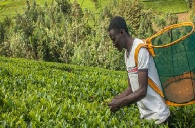 Wefarm Raises $13 Million Series A Funding to Expand Digital Marketplace for Small-scale Farmers in Africa