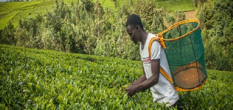 Wefarm Raises $13 Million Series A Funding to Expand Digital Marketplace for Small-scale Farmers in Africa
