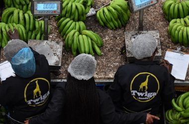 The food chain startup has provided Kenyan farmers and food manufacturers access to modern markets that are fair and have good demand for their produce.